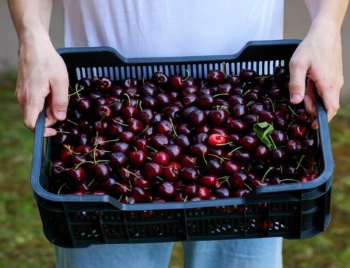 Cosecha de cerezas: proceso, cuidados y manejo poscosecha