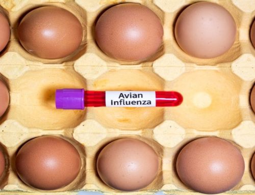 Gripe aviar en Argentina: cómo prevenir brotes en granjas avícolas