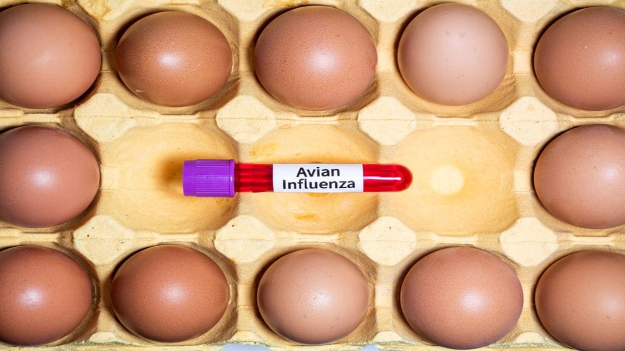gripe aviar argentina gripe aviar argentina