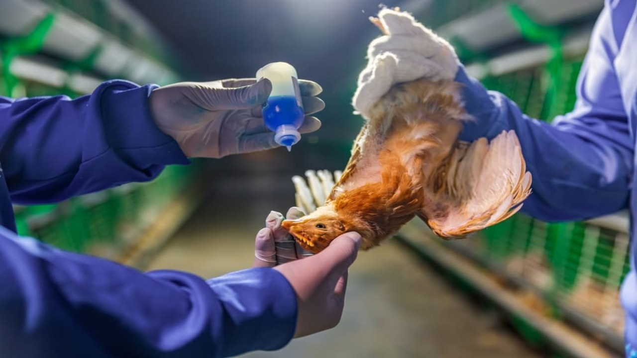 importancia de la bioseguridad en granjas de aves bioseguridad granjas avícolas