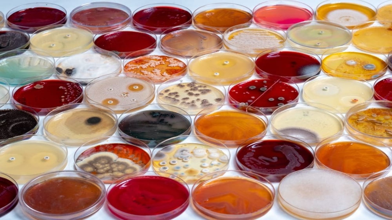 microorganismos perjudiciales